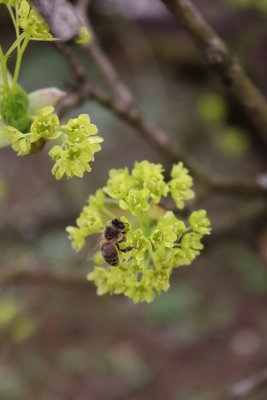 Acer platanoides 'Dissectum' - javor mléčný - květenství se včelkou